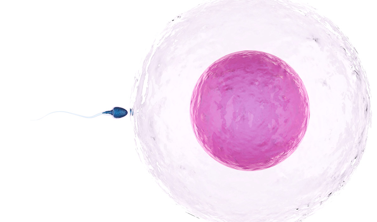 Artificial Weakening of Embryo Shell (Assisted Hatching)